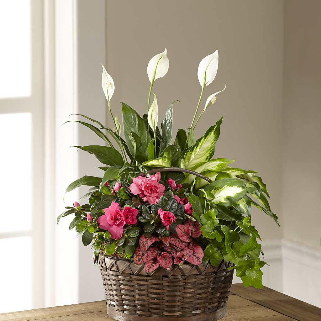 Dream in Pink Dishgarden – DE VARS-PHILLIPS FLORISTS & ANTIQUES, Hartford CT