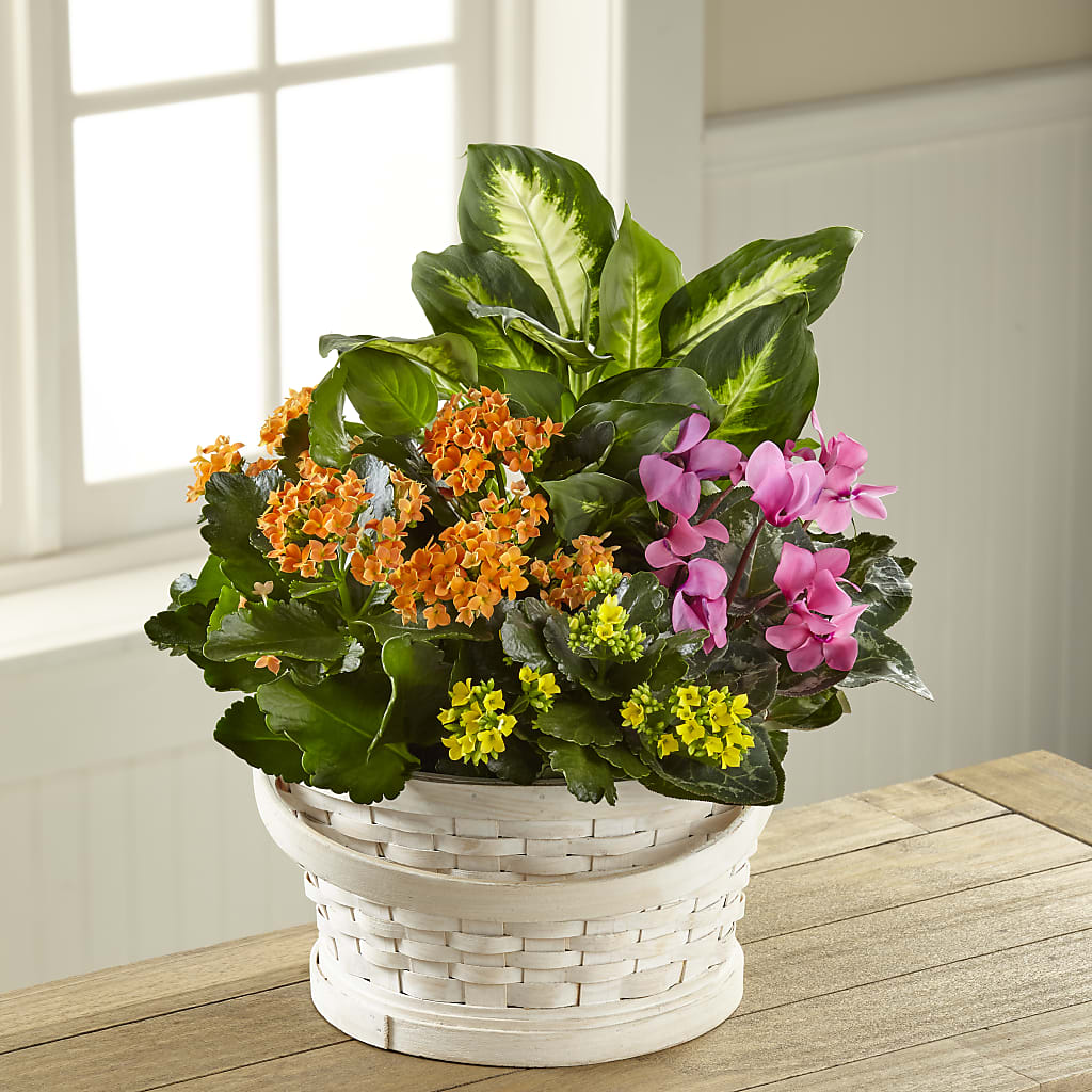 Color Crush Dishgarden – DE VARS-PHILLIPS FLORISTS & ANTIQUES, Hartford CT