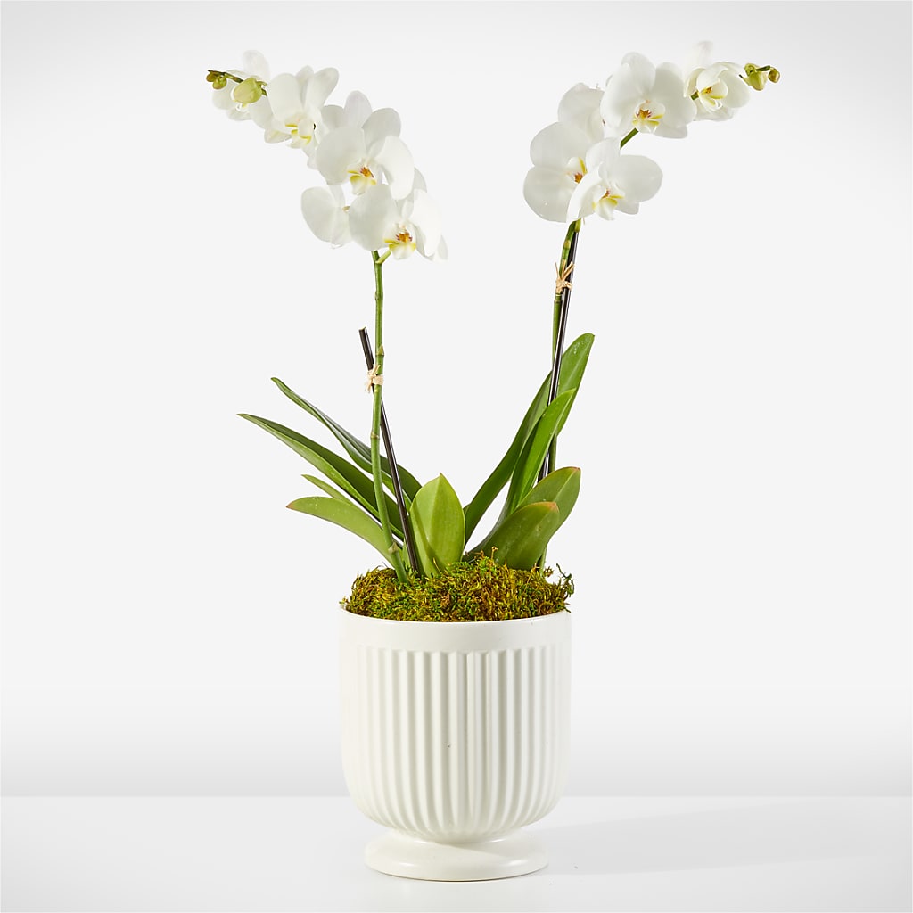 Whispering White Orchid – DE VARS-PHILLIPS FLORISTS & ANTIQUES, Hartford CT