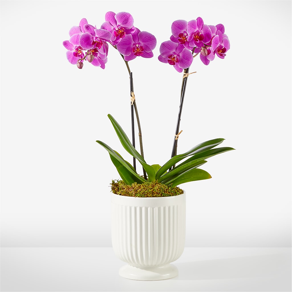 Friendly Fuchsia Orchid – DE VARS-PHILLIPS FLORISTS & ANTIQUES, Hartford CT