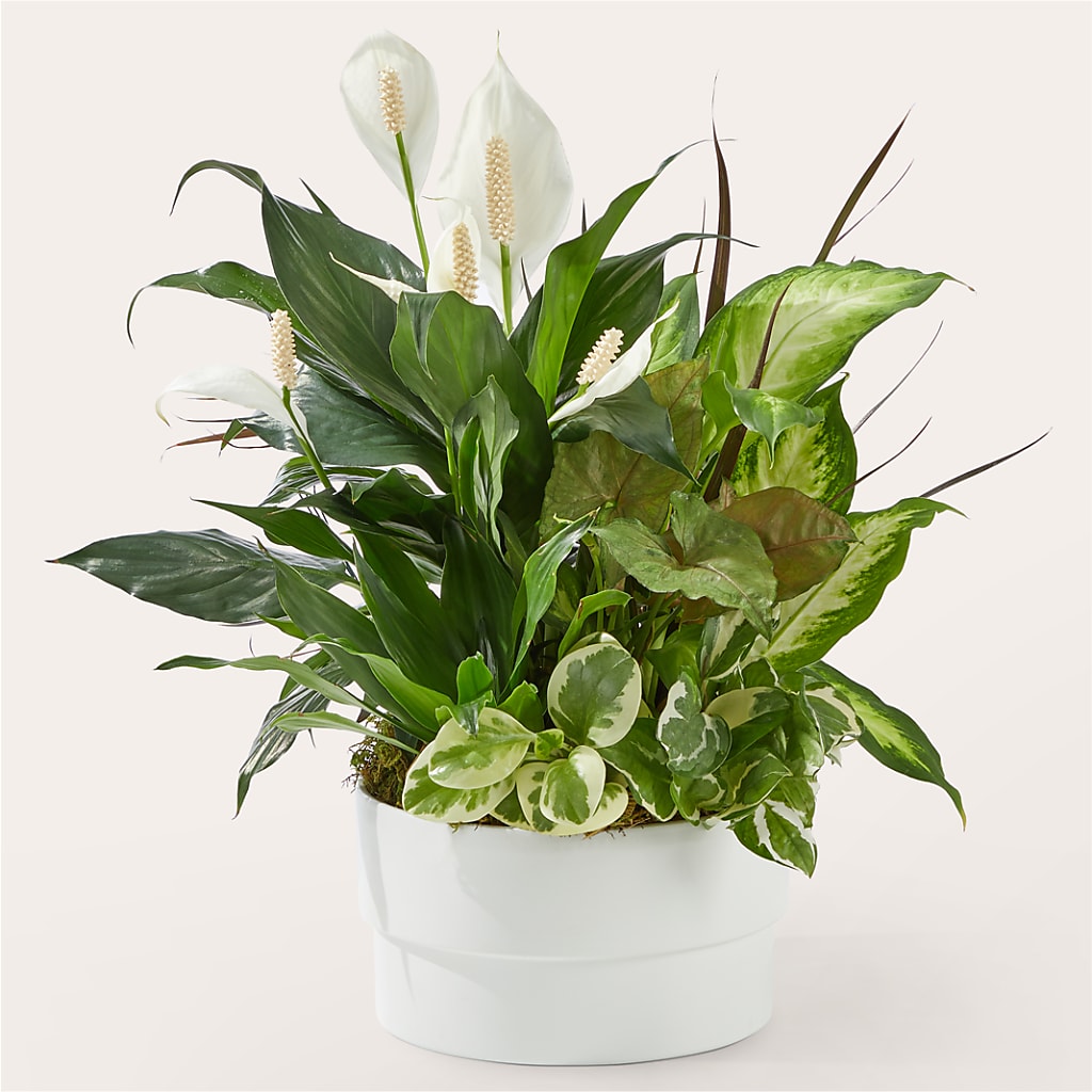 Radiating Positivity Dishgarden – DE VARS-PHILLIPS FLORISTS & ANTIQUES, Hartford CT